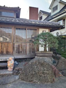 五葉松をご存知ですか？