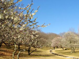 埼玉トヨペット秩父グリーンミューズパークの梅園
