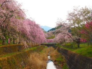 長留の枝垂れ桜